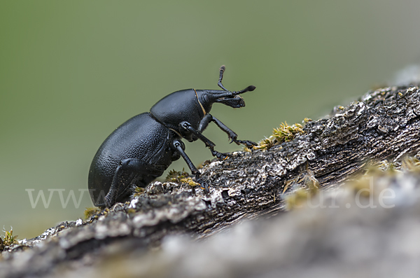 Kerbel-Dickrüssler (Liparus coronatus)