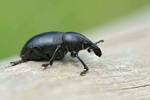 Kerbel-Dickrüssler (Liparus coronatus)