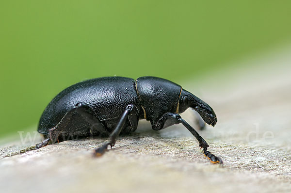 Kerbel-Dickrüssler (Liparus coronatus)