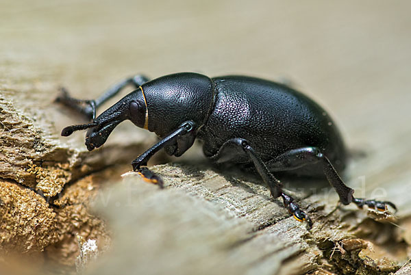 Kerbel-Dickrüssler (Liparus coronatus)