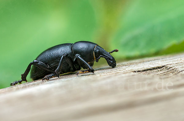 Kerbel-Dickrüssler (Liparus coronatus)