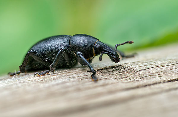 Kerbel-Dickrüssler (Liparus coronatus)