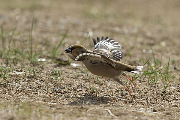 Kernbeißer (Coccothraustes coccothraustes)