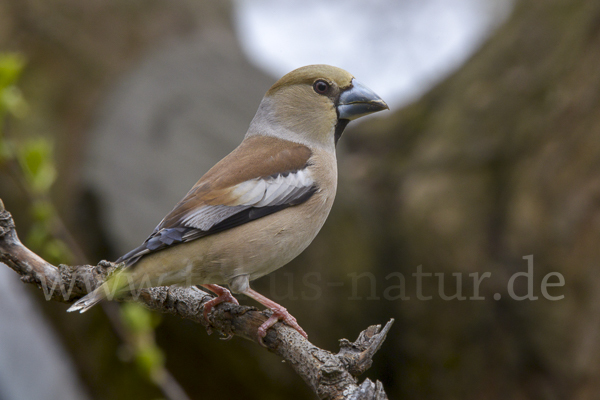 Kernbeißer (Coccothraustes coccothraustes)