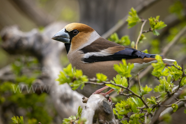 Kernbeißer (Coccothraustes coccothraustes)