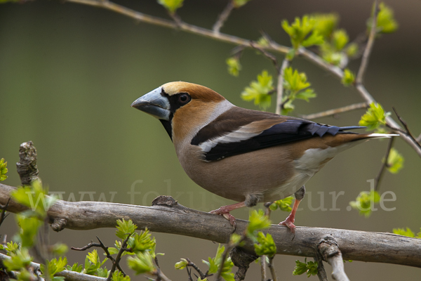 Kernbeißer (Coccothraustes coccothraustes)