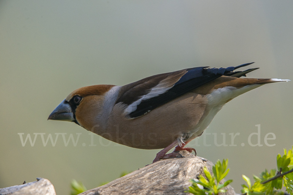 Kernbeißer (Coccothraustes coccothraustes)