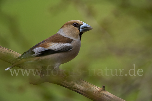 Kernbeißer (Coccothraustes coccothraustes)