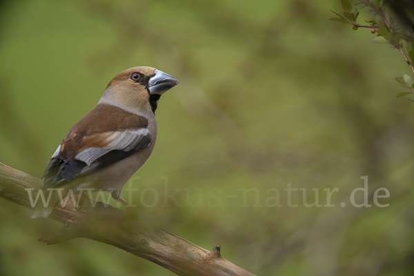 Kernbeißer (Coccothraustes coccothraustes)