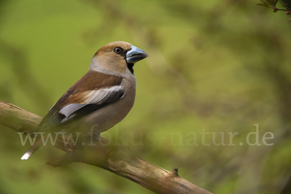 Kernbeißer (Coccothraustes coccothraustes)