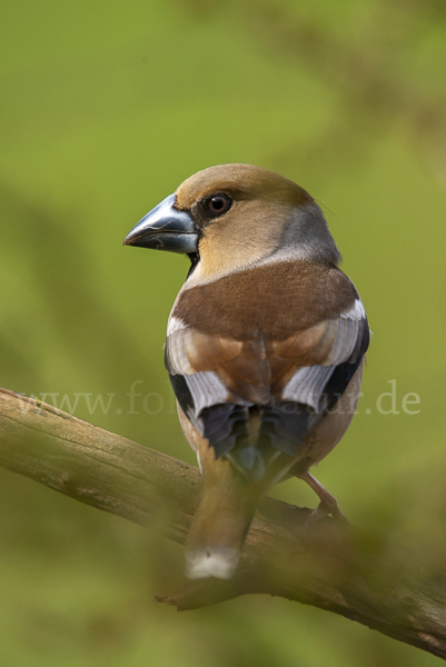 Kernbeißer (Coccothraustes coccothraustes)