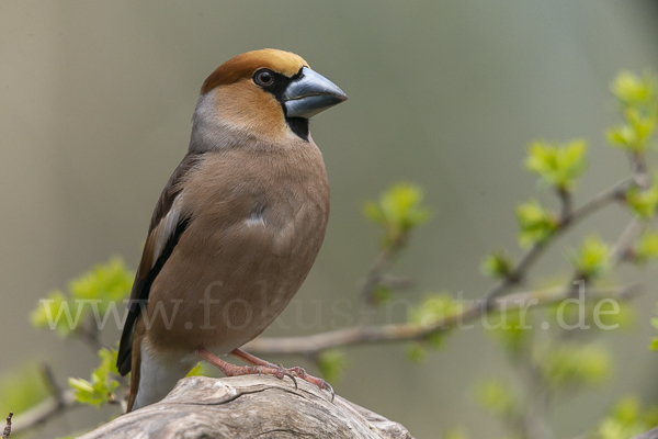 Kernbeißer (Coccothraustes coccothraustes)