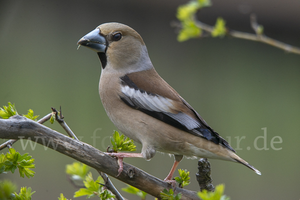 Kernbeißer (Coccothraustes coccothraustes)