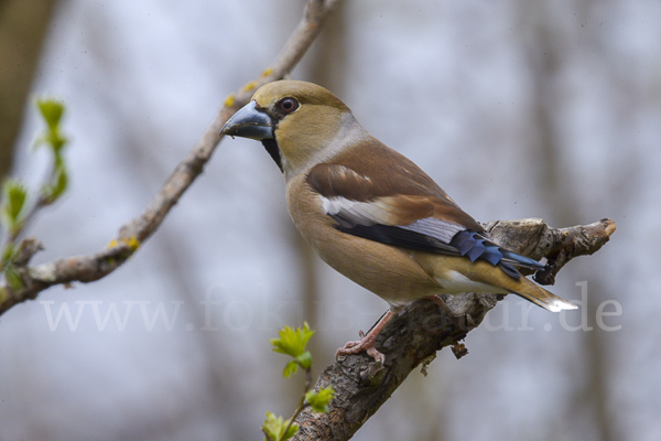 Kernbeißer (Coccothraustes coccothraustes)