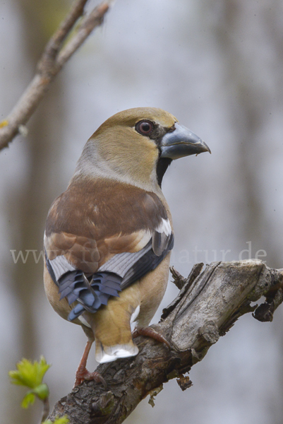 Kernbeißer (Coccothraustes coccothraustes)