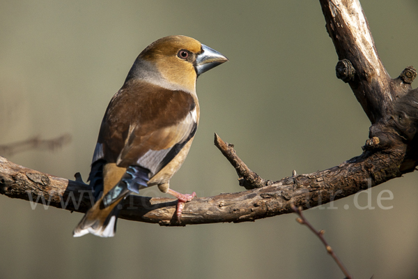 Kernbeißer (Coccothraustes coccothraustes)