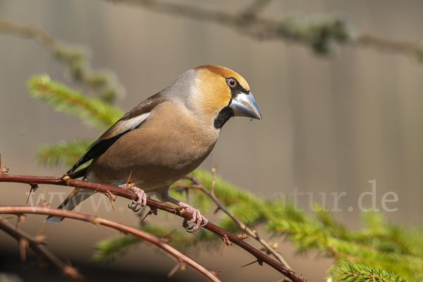 Kernbeißer (Coccothraustes coccothraustes)