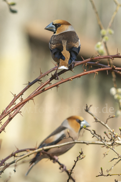 Kernbeißer (Coccothraustes coccothraustes)