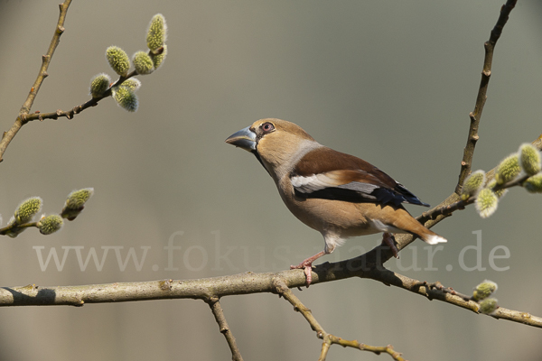 Kernbeißer (Coccothraustes coccothraustes)