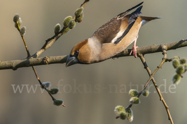 Kernbeißer (Coccothraustes coccothraustes)