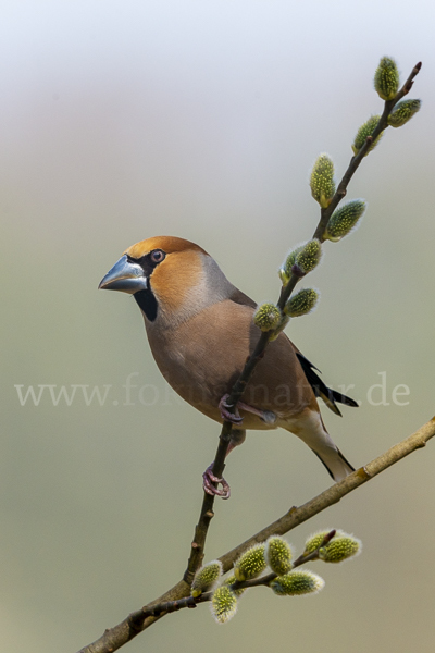 Kernbeißer (Coccothraustes coccothraustes)