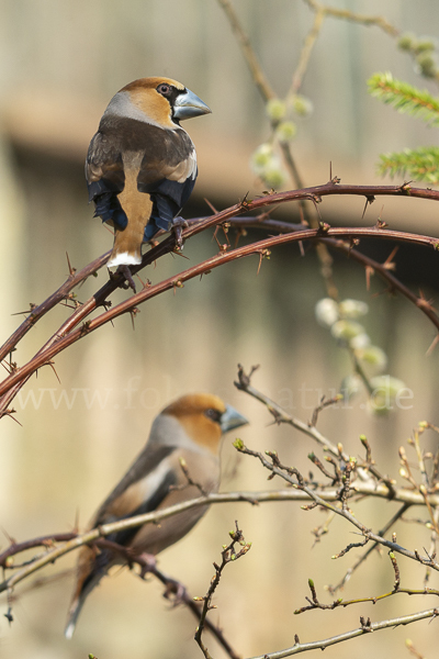 Kernbeißer (Coccothraustes coccothraustes)