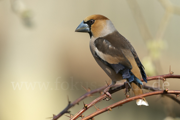 Kernbeißer (Coccothraustes coccothraustes)