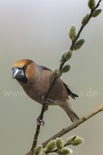 Kernbeißer (Coccothraustes coccothraustes)