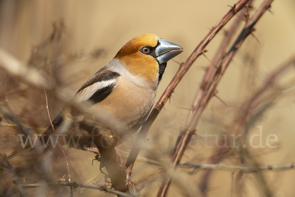 Kernbeißer (Coccothraustes coccothraustes)