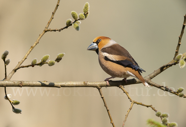 Kernbeißer (Coccothraustes coccothraustes)