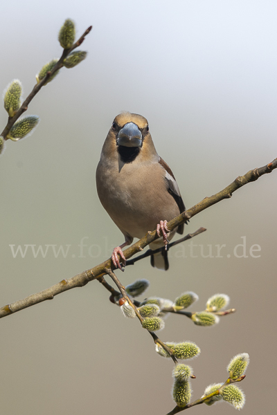 Kernbeißer (Coccothraustes coccothraustes)