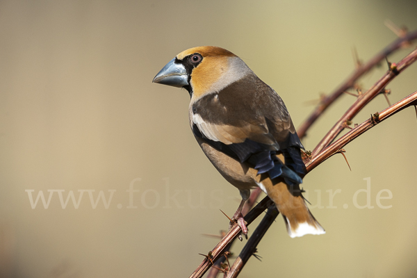 Kernbeißer (Coccothraustes coccothraustes)