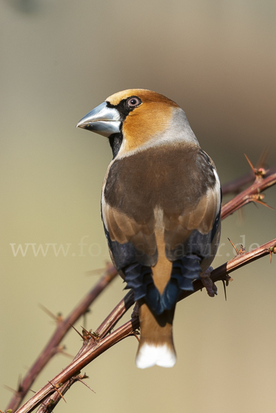 Kernbeißer (Coccothraustes coccothraustes)