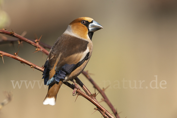 Kernbeißer (Coccothraustes coccothraustes)