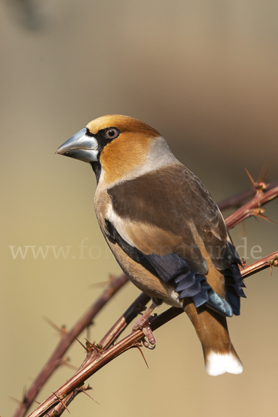 Kernbeißer (Coccothraustes coccothraustes)