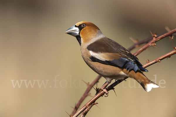 Kernbeißer (Coccothraustes coccothraustes)