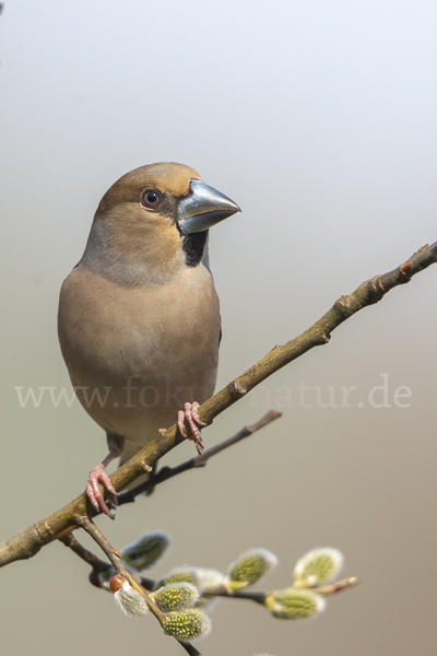 Kernbeißer (Coccothraustes coccothraustes)