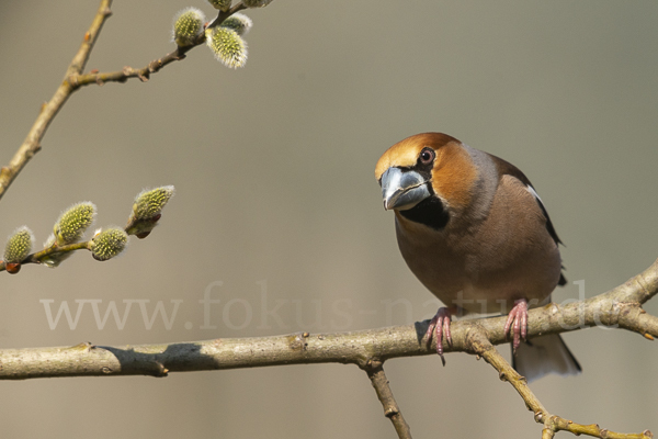 Kernbeißer (Coccothraustes coccothraustes)