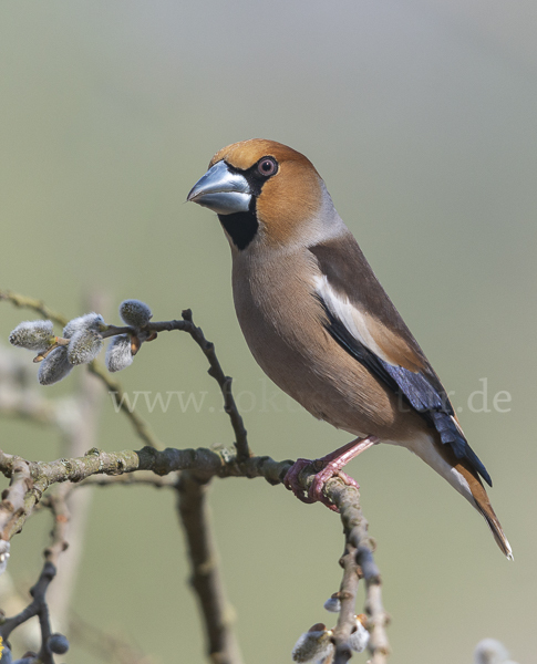 Kernbeißer (Coccothraustes coccothraustes)