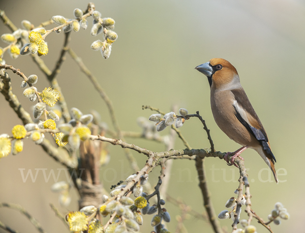 Kernbeißer (Coccothraustes coccothraustes)