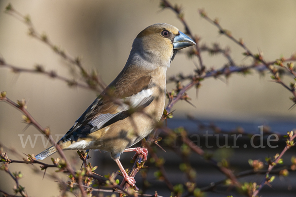 Kernbeißer (Coccothraustes coccothraustes)