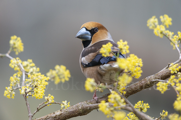 Kernbeißer (Coccothraustes coccothraustes)