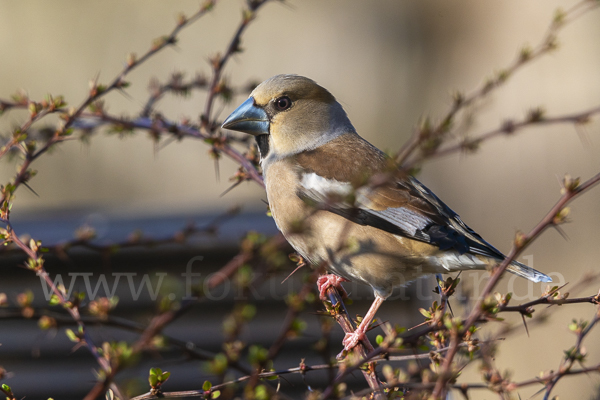 Kernbeißer (Coccothraustes coccothraustes)