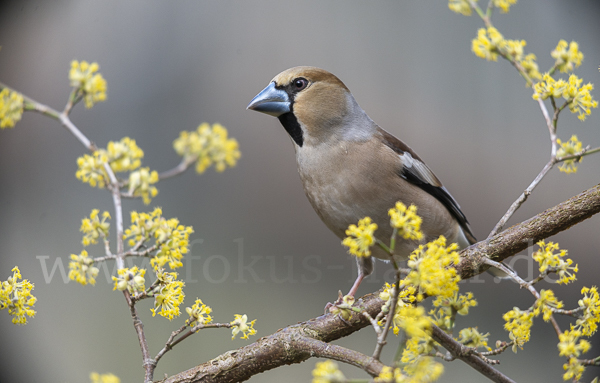 Kernbeißer (Coccothraustes coccothraustes)