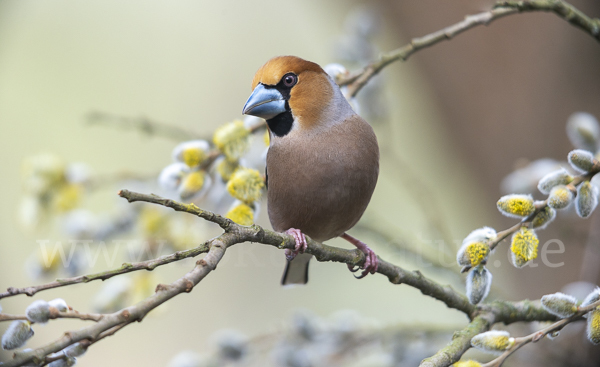 Kernbeißer (Coccothraustes coccothraustes)