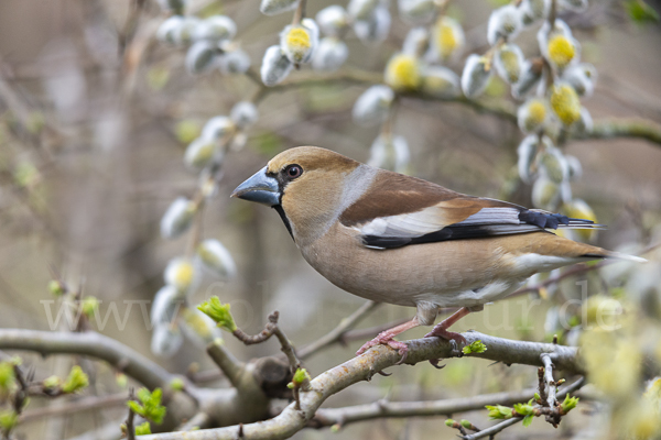 Kernbeißer (Coccothraustes coccothraustes)