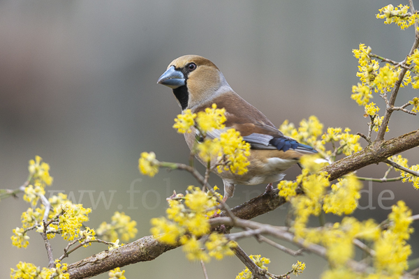 Kernbeißer (Coccothraustes coccothraustes)