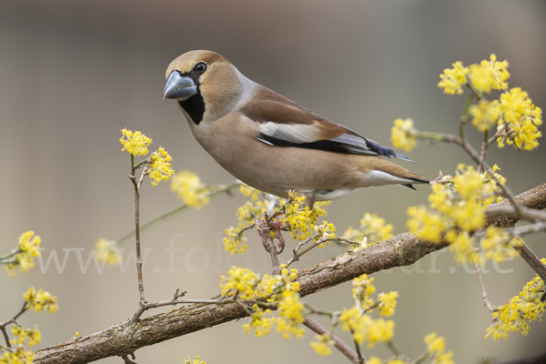 Kernbeißer (Coccothraustes coccothraustes)