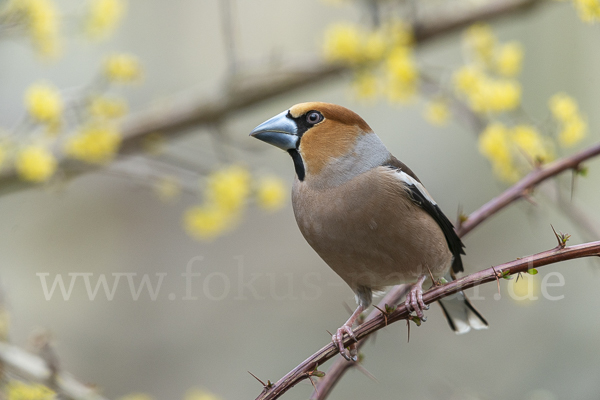 Kernbeißer (Coccothraustes coccothraustes)