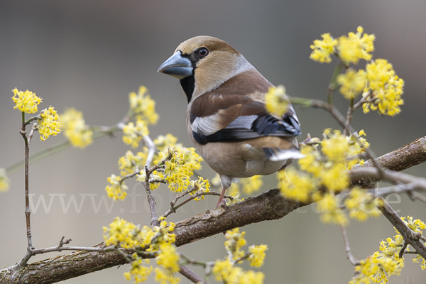 Kernbeißer (Coccothraustes coccothraustes)